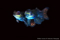   Couple Mandarin fishes  